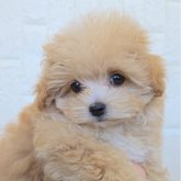 マルプー(トイプードル×マルチーズ)