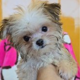 チワマル(チワワ×マルチーズ)