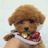 タイニープードル