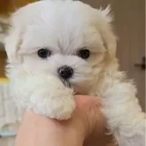 マルチーズ