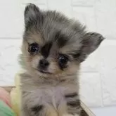 チワワ(ロング)