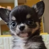 チワワ(ロング)