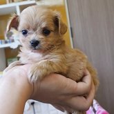 チワプー(トイプードル×チワワ)