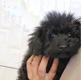 トイプードル(トイ)