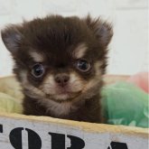 チワワ(ロング)