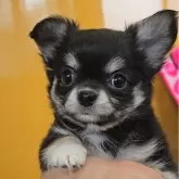 チワワ(ロング)