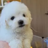 ビションフリーゼ
