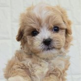 マルプー(トイプードル×マルチーズ)