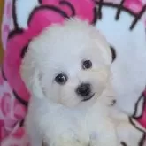 ビションフリーゼ