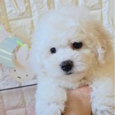 ビションフリーゼ