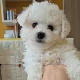 ビションフリーゼ
