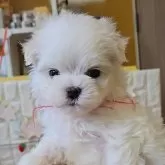 マルチーズ