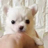 チワワ(ロング)