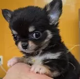 チワワ(ロング)【福岡県・女の子・2025年7月22日・ブラック&タン】の写真1