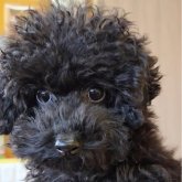 トイプードル(トイ)