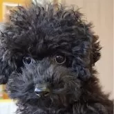 トイプードル(トイ)