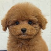 トイプードル(タイニー)