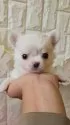 チワワ(ロング)【福岡県・女の子・2025年10月11日・クリーム】の写真2