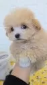 マルプー(トイプードル×マルチーズ)【福岡県・男の子・2025年9月6日・アプリコットホワイト】の写真2