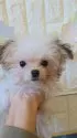 チワマル(チワワ×マルチーズ)【福岡県・女の子・2025年7月19日・フォーンホワイト】の写真3