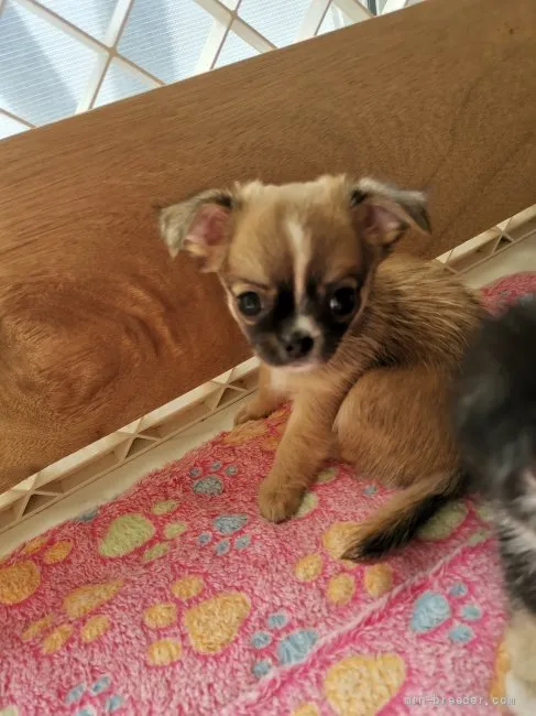 ID:2110-01155の子犬