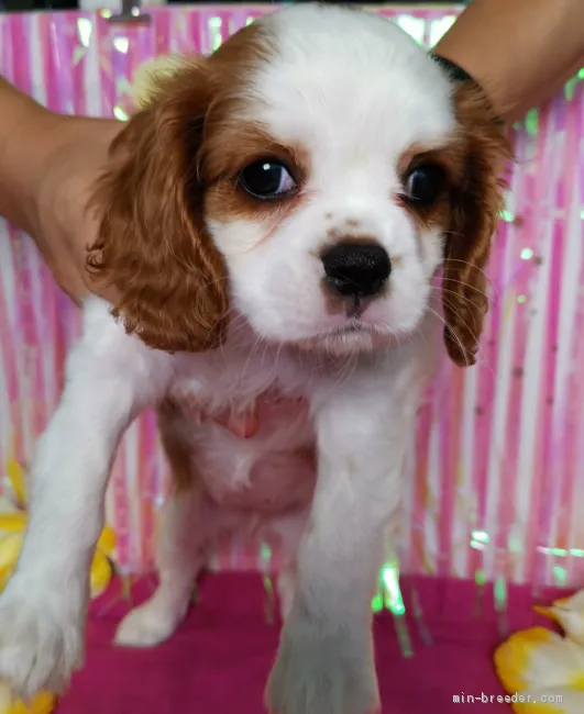 ID:1908-01302の子犬