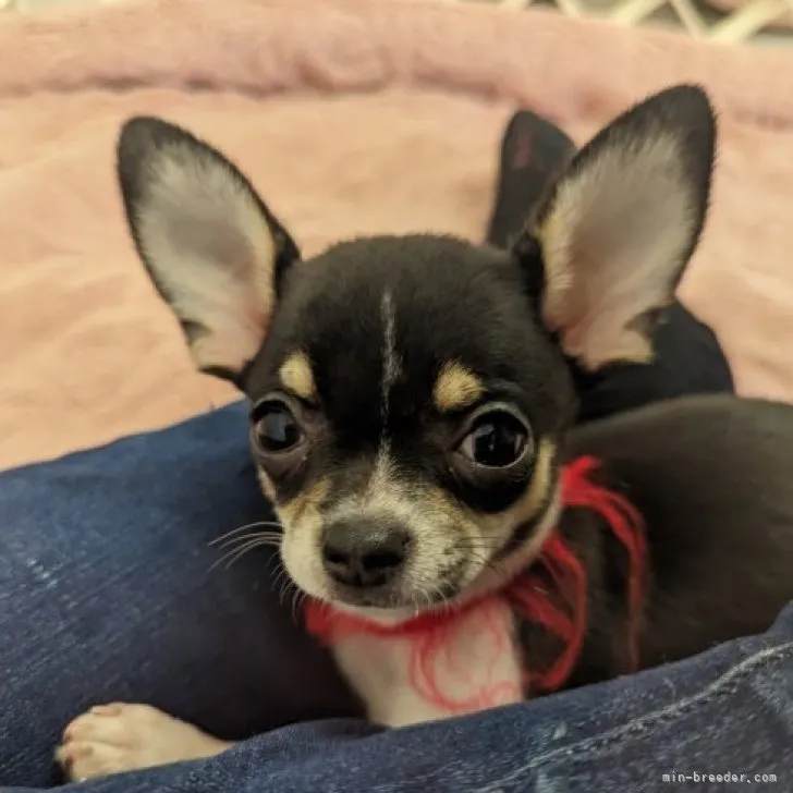 ID:2304-00447の子犬