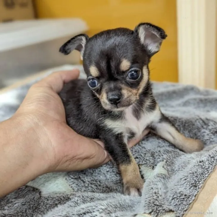 ID:2310-01456の子犬