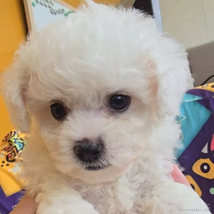 ID:2407-02343の子犬