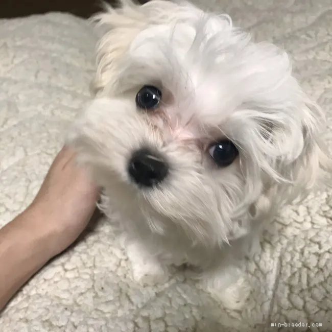 ID:2103-00367の子犬
