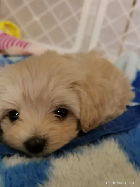 ID:2003-00926の子犬