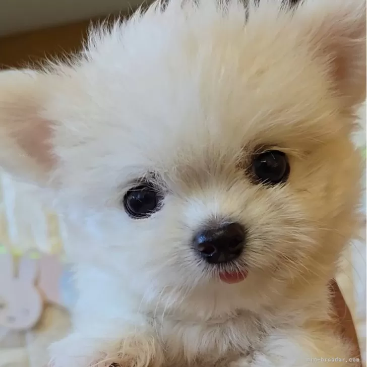 ローズマリー 様のお迎えした子犬