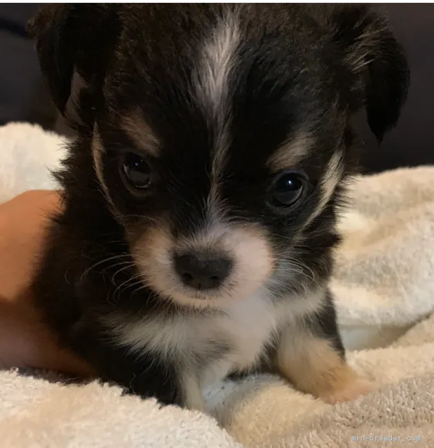hanachan 様のお迎えした子犬