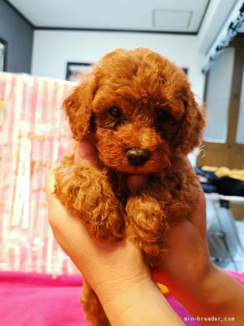 ID:1907-00997の子犬