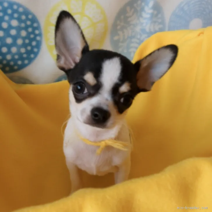 ID:2304-00241の子犬
