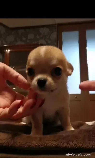 大福ちゃん 様のお迎えした子犬