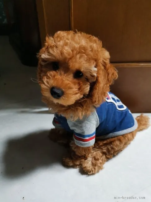 ID:2002-02965の子犬