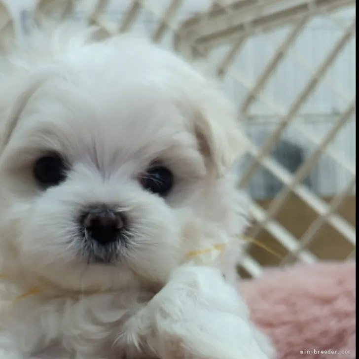 ID：2306-02296の子犬