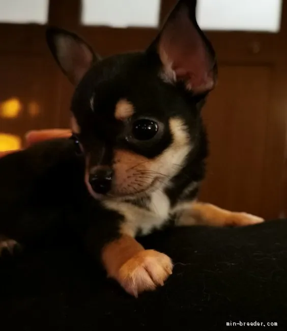 ID:1908-01906の子犬