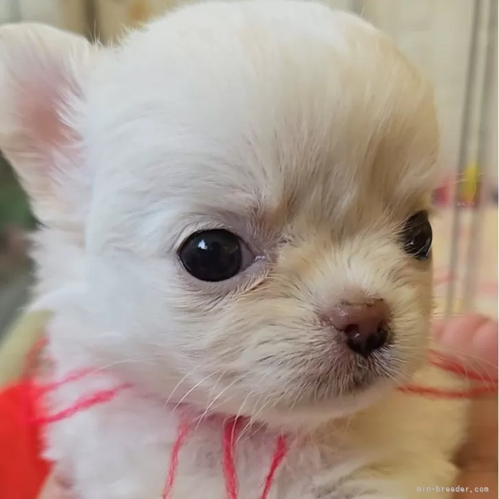 ID：2410-06584の子犬