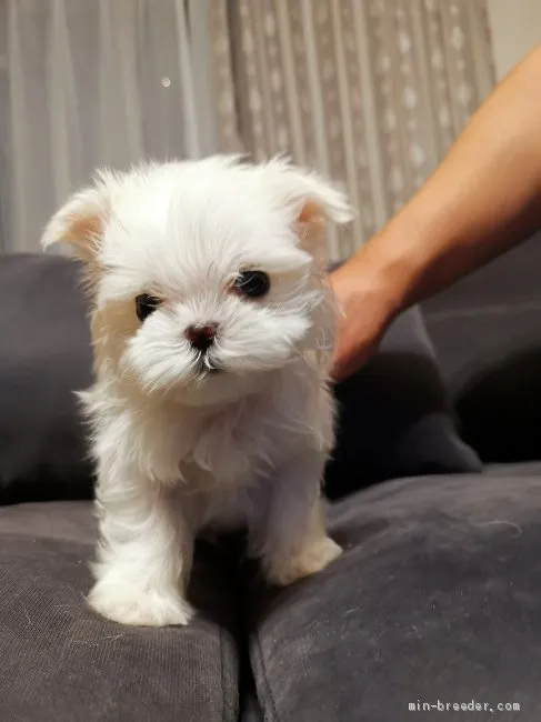 ID:2012-00879の子犬