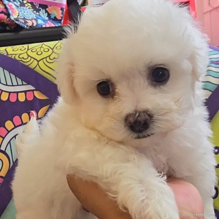 ID:2407-02336の子犬