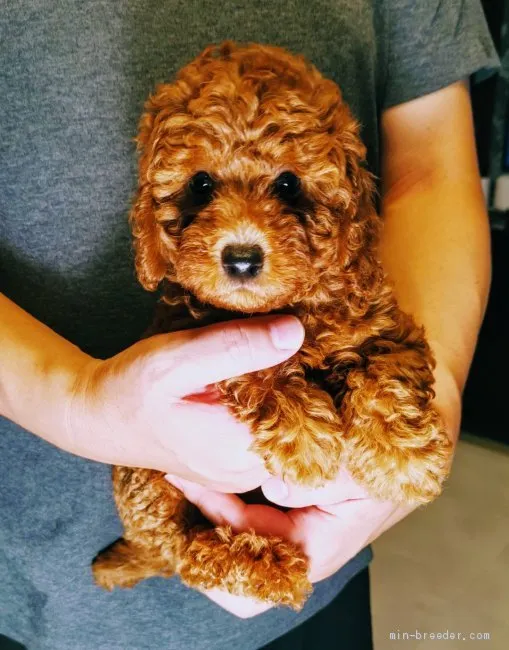ID:1907-02515の子犬