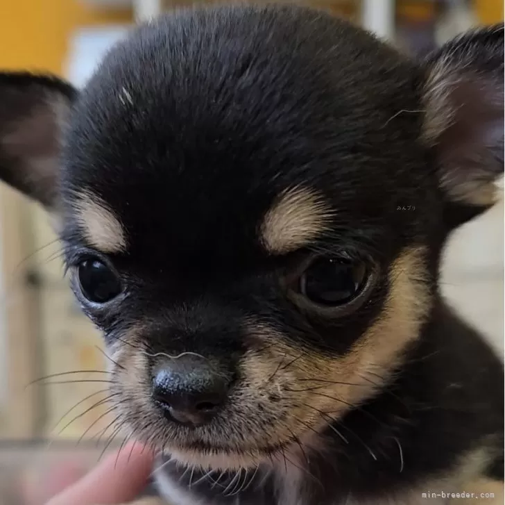 ID:2411-00537の子犬