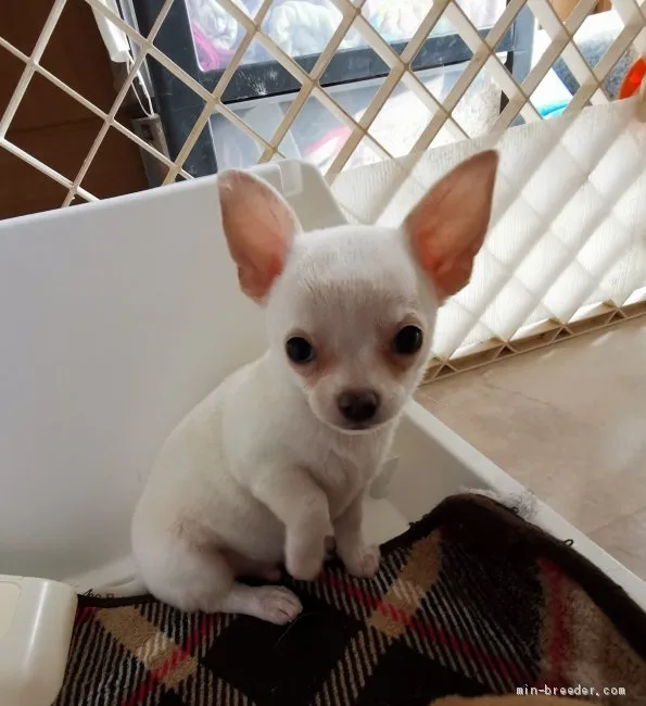 ID:2101-01528の子犬