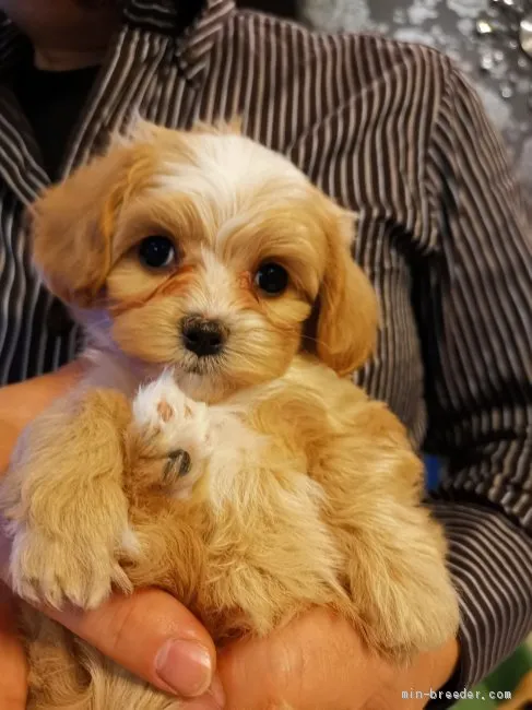 オニ 様のお迎えした子犬