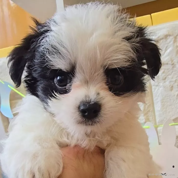 ID:2407-00106の子犬
