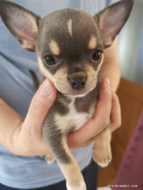チワワ スムース 福岡県 男の子 21年5月16日 ブルータン お父さんはスムースコートチワワ 日本ｎｏ 1犬 みんなのブリーダー 子犬id 2107