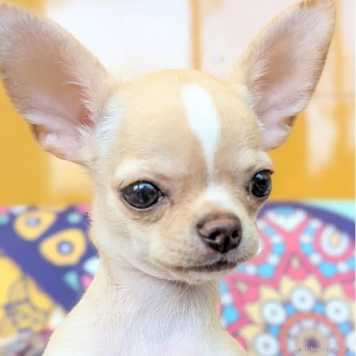 ID:2307-04775の子犬