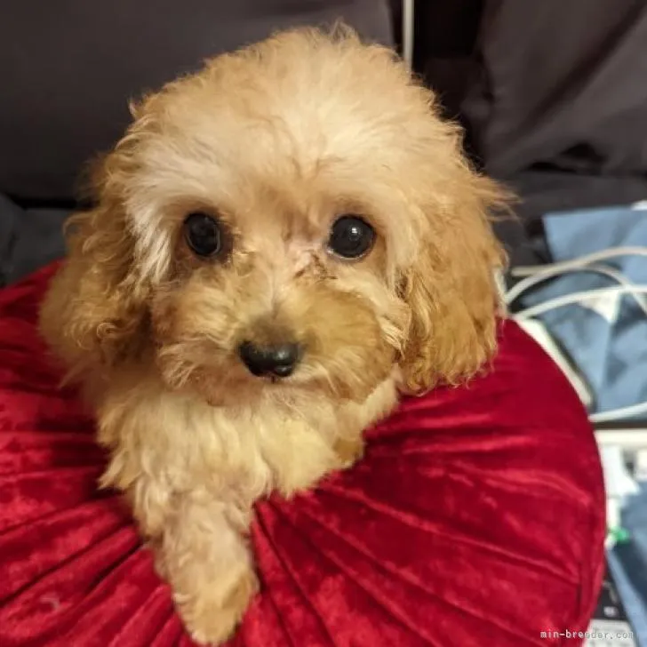ID:2207-00349の子犬